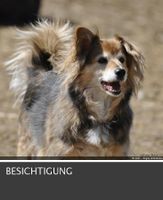 Immobilie zur Möglichkeit der Hundezucht gesucht ! Nordrhein-Westfalen - Kierspe Vorschau