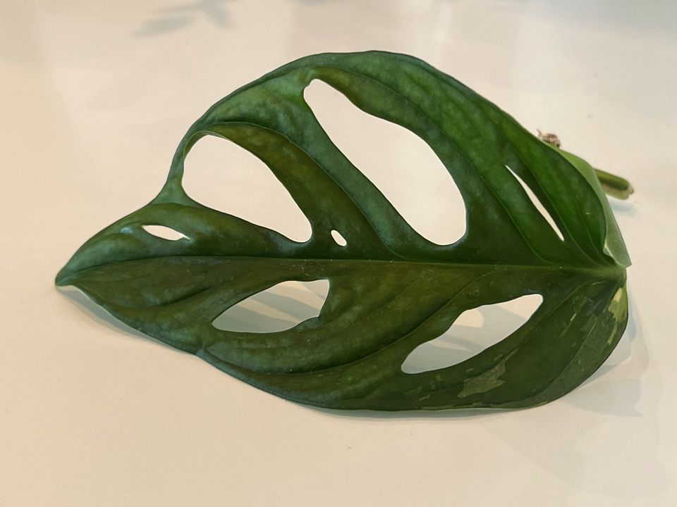 Monstera Adansonii variegata in Garbsen