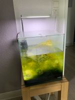 Denerle Nano Cube 30l Aquarium inkl. ONF Flat Lampe Niedersachsen - Oldenburg Vorschau