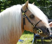 NEU! Showtrense und Hufeisengebiss Minishetty Shetty Pony Cob Nordrhein-Westfalen - Jülich Vorschau