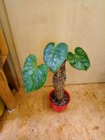 Philodendron majestic + splendid Basis Bayern - Dietmannsried Vorschau