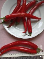 Türkische Chili Sehr scharf Pfeffer Rot 10 Samen BIO- ca. 21 cm.l Niedersachsen - Braunschweig Vorschau