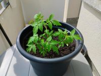 3 junge Tomatenpflanzen Duisburg - Duisburg-Mitte Vorschau