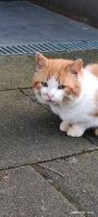 Katze gefunden Nordrhein-Westfalen - Kalkar Vorschau