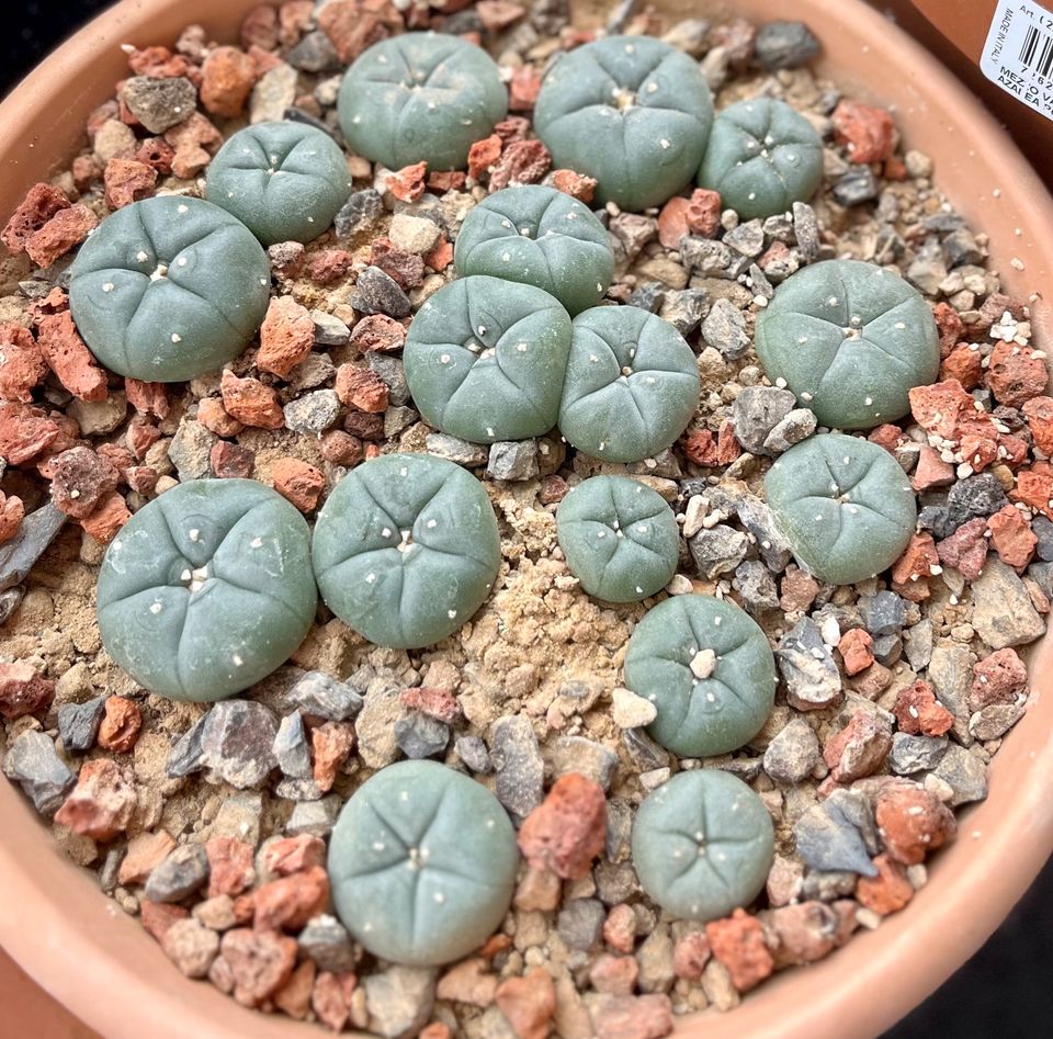 Lophophora williamsii (Preis pro Stück) + Samen zur Zucht in Hainspitz