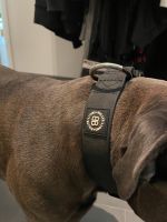 Hunde Halsband BullyBillows 43-50cm schwarz Niedersachsen - Schiffdorf Vorschau