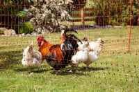 Geflügelnetz 106cm Höhe, elektrifizierbar, orange, PoultryNet Brandenburg - Treuenbrietzen Vorschau