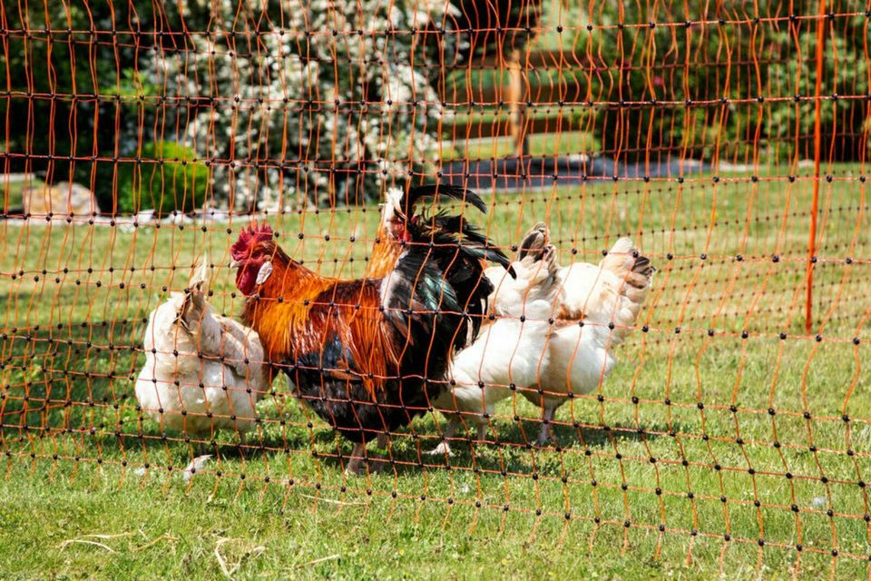 Geflügelnetz 106cm Höhe, elektrifizierbar, orange, PoultryNet in Treuenbrietzen