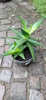 Zimmerpflanze Aloe Baden-Württemberg - Spaichingen Vorschau