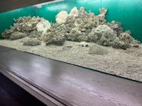Korallen - Aquarium Nordrhein-Westfalen - Düren Vorschau