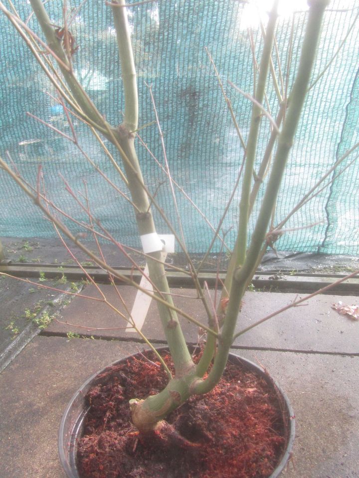 Fächerahorn - Acer palmatum 'Lady's Choice' Bonsai Rohware 2,5 cm in Soltau