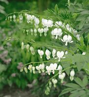 Tränendes Herz Dicentra spectabilis weiß und rosa Nordrhein-Westfalen - Simmerath Vorschau