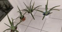 Aloe Vera Pflanzen wunderschön Nordrhein-Westfalen - Hückelhoven Vorschau