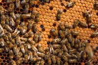 Bienenvölker, Buckfast, Ableger auf Zanderwaben Nordrhein-Westfalen - Senden Vorschau