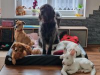Suche Ferienwohnung mit 5 Hunden Saarland - Blieskastel Vorschau