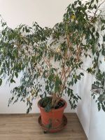 Ficus Pflanze Aubing-Lochhausen-Langwied - Aubing Vorschau