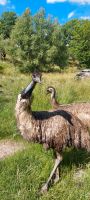 2 Emus, 2 und 3 Jahre, Fuchsabwehr Thüringen - Greußen Vorschau