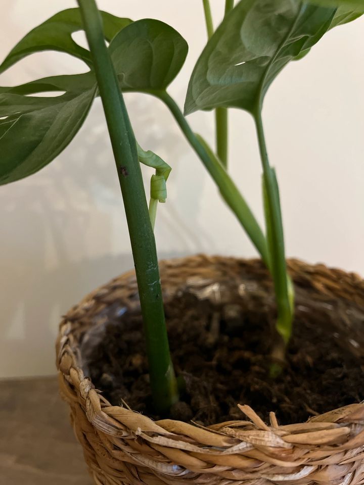 Monstera monkey Leaf mit/ohne Übertopf in Hamburg