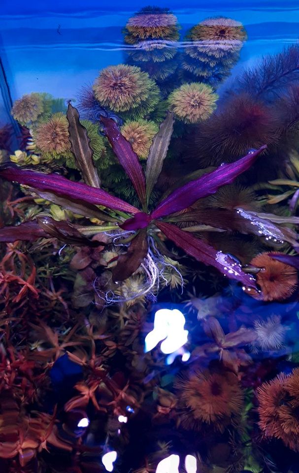 New ⭐❤ SP.  SOEKARNO ❤⭐ Rare Echinodorus Aquarium Bucephalandra in Freiburg im Breisgau