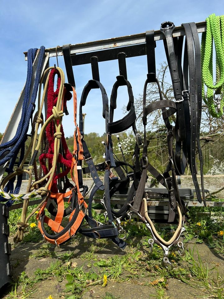 Longieren Bodenarbeit Gr WB und VB Kappzaum knotenhalfter in Melsbach