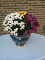 Blumenkübel, Blumenschalen, Blumenübertöpfe, Blumenschmucktopf Nordrhein-Westfalen - Soest Vorschau