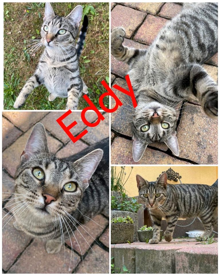 Kater, EKH, kastriert, grau ❤️Eddy❤️ in Jessen (Elster)