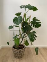 Pflanze Monstera deliciosa 110cm groß Niedersachsen - Rieste Vorschau