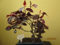 ( 52 ) Prebonsai Blutpflaume 'Nigra' Berlin - Reinickendorf Vorschau