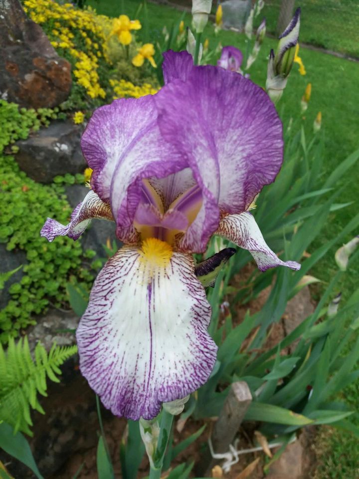 Sonderangebot: 10 Iris in verschiedenen Farben für 15€ in Meinhard