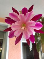 Epiphyllum Climax Bayern - Zirndorf Vorschau