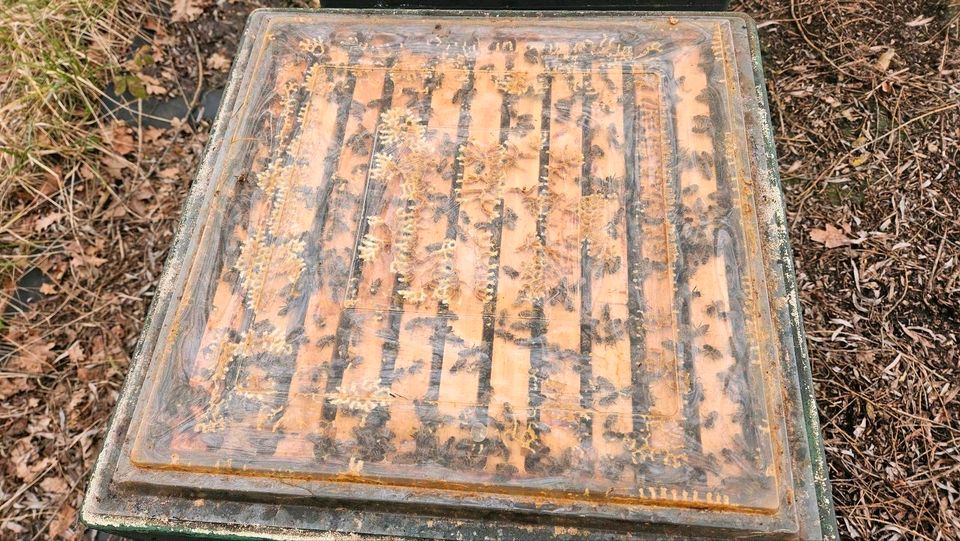 Bienenvolk, Wirtschaftsvolk Segeberger 1,5  Rämchen in Salzgitter