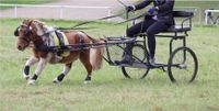 Pony Shetty Sulky Gig von Kettler Sachsen-Anhalt - Samswegen Vorschau