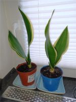 Sansevieria Ableger abzugeben..... Kreis Ostholstein - Bad Schwartau Vorschau