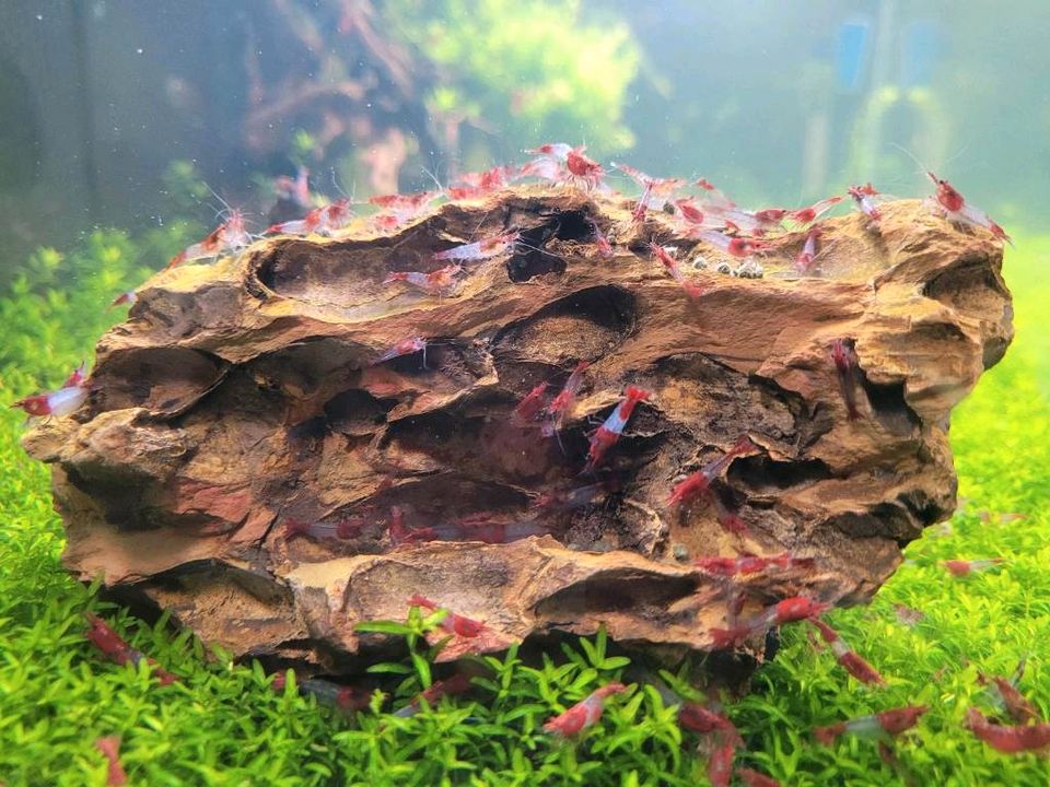 Red Rili Garnelen Neocaridina in Troisdorf