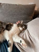 Kater CHARLY vermisst Baden-Württemberg - Schallstadt Vorschau