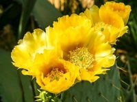 Opuntia ficus indica feigenkaktus Kaktus winterhart Sachsen-Anhalt - Helbra Vorschau