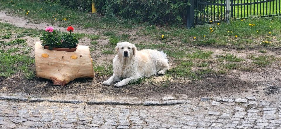 Hundefrisör gesucht in Dahlewitz