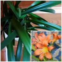 Clivia Klivie Miniata Amaryllisgewächs Zimmerpflanze orange Blüte Thüringen - Altenburg Vorschau