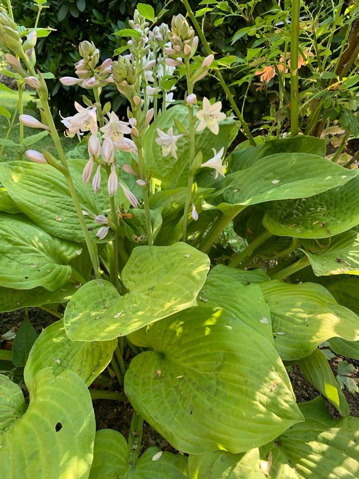 Herzblatt Lilie Funkie Hosta Staude M-XXL in Brandis