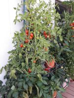 De Berao historische Tomate Pflanze alte Sorte nur noch 3 Stück Nordrhein-Westfalen - Hennef (Sieg) Vorschau