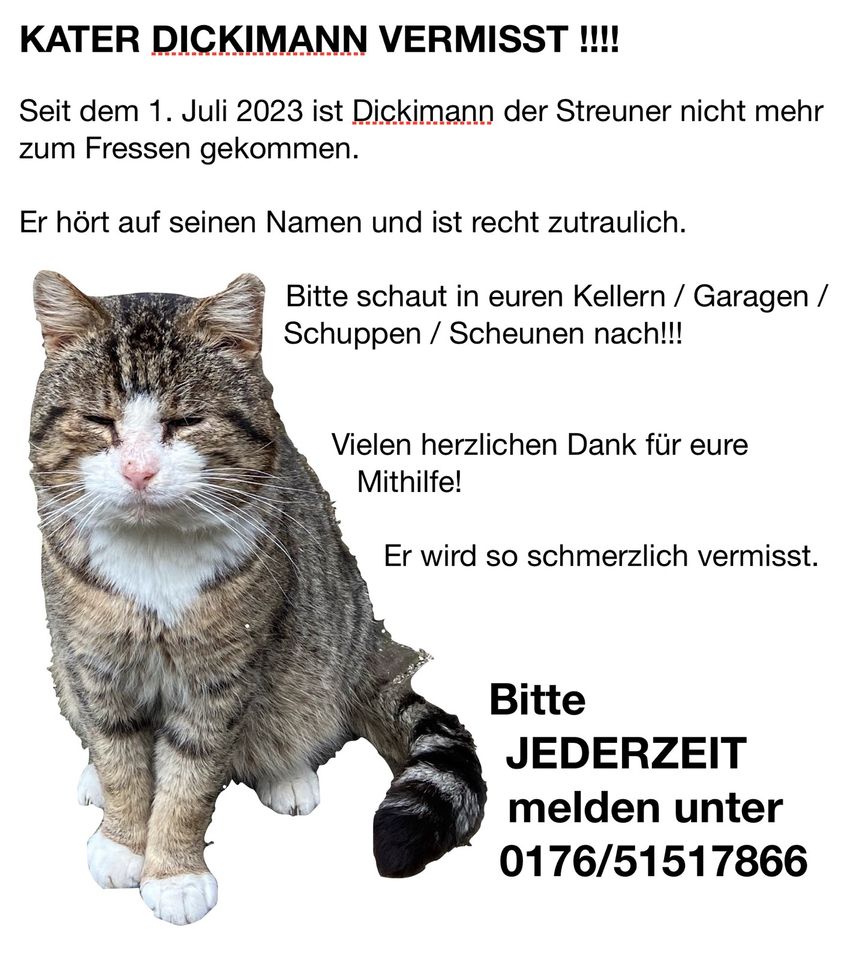 Kater Dickimann noch immer schmerzlich vermisst! in Lindow