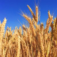 Landwirtschaftliche Flächen zu pachten gesucht Bayern - Bad Birnbach Vorschau