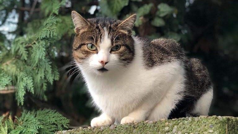 Katze entlaufen / vermisst in 12524 Berlin Treptow/Altglienicke in Berlin