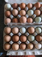 Eier Hühner Hühnereier Rheinland-Pfalz - Orenhofen Vorschau
