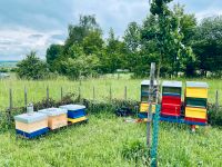 Bienen Ableger Carnica Zander Bayern - Ingolstadt Vorschau