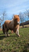 Mini Shetty Shetland Stute Jährling mit Papier Thüringen - Gera Vorschau