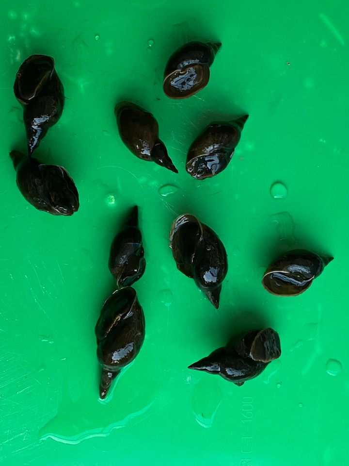 Schnecke“Gartenteich“Teich“Muschel“Gründling“Fisch“ in Hamburg