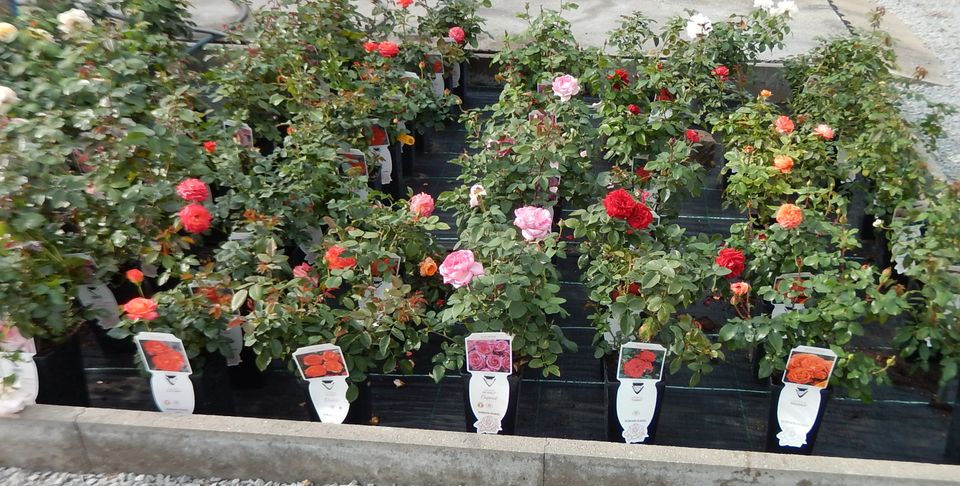 Rosen verschiedene Züchtersorten Edelrosen Kletterrosen in Bernburg (Saale)