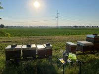 Bienen Ableger, Dadant US, Buckfast Nordrhein-Westfalen - Düren Vorschau