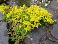 Scharfer Mauerpfeffer Fetthenne Sekulente Blüte gelb Bodendecker Aachen - Aachen-Mitte Vorschau